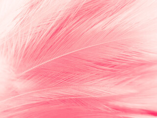 Beautiful abstract light pink feathers on white background,  white feather frame texture on pink pattern and pink background, love theme wallpaper and valentines day