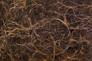 Root system in soil.