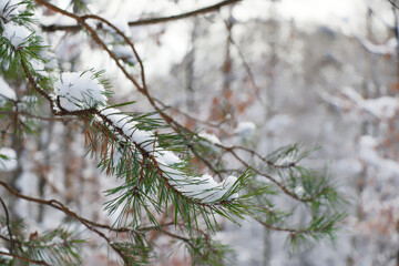 Snow covered pine twig in winter