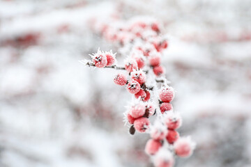 Berries on branch covered with hoarfrost outdoors, closeup. Winter morning