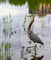 great blue heron