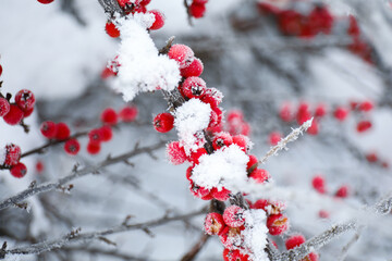 Berries on branch covered with hoarfrost outdoors, closeup. Winter morning