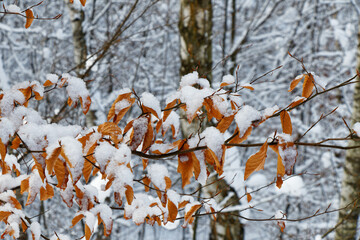 Linden branch with autumn leaves in a winter landscape