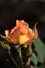 single yellow rose bud close up