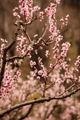 pink peach blossom