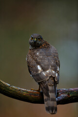 Eurasian Sparrow hawk (Accipiter nisus) sitting on a branch in the forest  in the Netherlands. Dark background