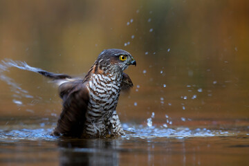 Eurasian Sparrow hawk (Accipiter nisus) taking a bath in the forest in the Netherlands. Brown orange background
