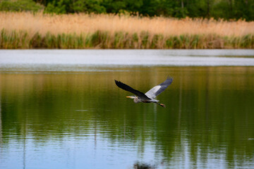 Fototapeta na wymiar blue heron