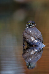 Eurasian Sparrow hawk (Accipiter nisus) taking a bath in the forest in the Netherlands. Brown orange background