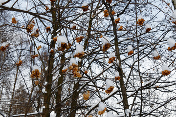 View of maple toes on branches covered with snow
