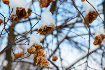 Close up view of maple toes on branches covered with snow