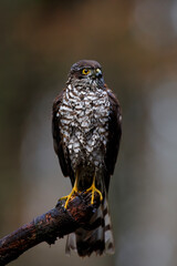 Eurasian Sparrow hawk (Accipiter nisus) sitting on a branch after taking a bath in the forest  in the Netherlands. Dark background