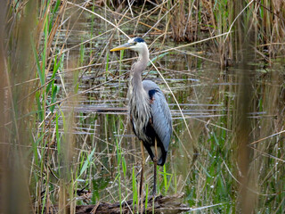 great blue heron