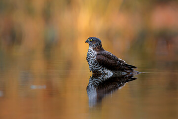 Eurasian Sparrow hawk (Accipiter nisus) taking a bath in the forest in the Netherlands. Brown orange background