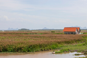 Twin house in the middle of the lake, Thale Noi, Phatthalung