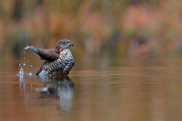 Eurasian Sparrow hawk (Accipiter nisus) taking a bath in the forest in the Netherlands. Brown orange background