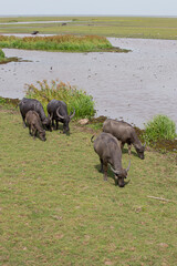 buffalo Thale Noi Waterfowl Reserve