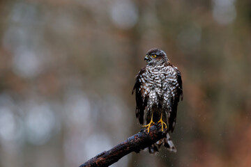 Eurasian Sparrow hawk (Accipiter nisus) sitting on a branch after taking a bath in the forest  in the Netherlands. Dark background