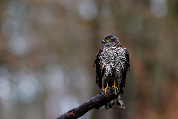 Eurasian Sparrow hawk (Accipiter nisus) sitting on a branch after taking a bath in the forest  in the Netherlands. Dark background