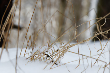 View on brown blades of grass sticking out of the snow with out of focus forest in background