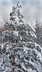 View of a snow-covered pine