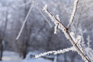 Obraz premium Beautiful winter landscape with trees and snow