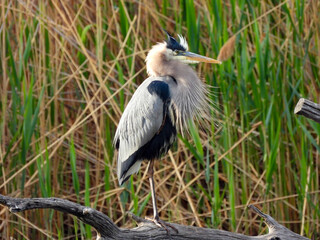 great blue heron