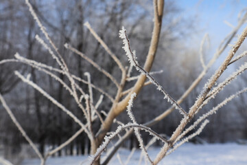 Beautiful winter landscape with trees and snow