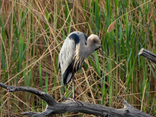 great blue heron