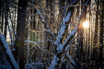 Snow forest during sunrise; Bright rays of the sun cut through frozen branches and tree trunks