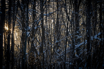 Snow forest during sunrise; Bright rays of the sun cut through frozen branches and tree trunks