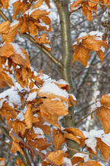 Close up view of a tree with autumn leaves in winter