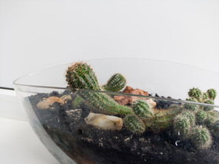 cactus in a pot