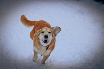 A cheerful dog running in the snow outdoors; Winter cold forest early in the morning