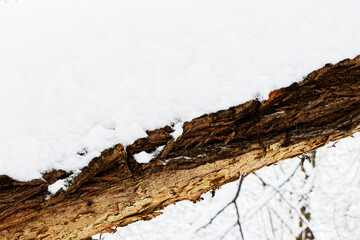 Close up view of a thick branch covered with snow