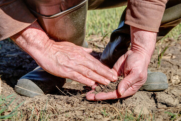 A farmer uses his hands to check the condition of the field soil, which has already dried out in...