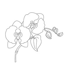 Orchid branch with flowers and buds. Linear vector illustration. Suitable for coloring, as well as postcards, invitations and other typography for spring holidays and birthdays 