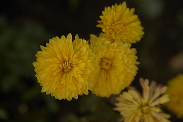 Yellow chrysanthemum flowers on a blurry green background