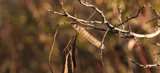 Robinia pseudoacacia, commonly known in its native territory as black locust. Pods with seeds on the tree in autumn.