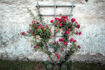 schöner alter rosenstock an einer mauer