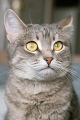 Naklejka na ściany i meble A striped gray cat with yellow eyes. A domestic cat sits on gray bed. The cat in the home interior. Image for veterinary clinics, sites about cats.
