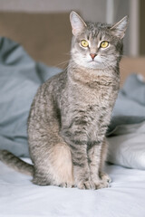 A striped gray cat with yellow eyes. A domestic cat sits on gray bed. The cat in the home interior. Image for veterinary clinics, sites about cats.