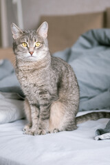 Fototapeta na wymiar A striped gray cat with yellow eyes. A domestic cat sits on gray bed. The cat in the home interior. Image for veterinary clinics, sites about cats.