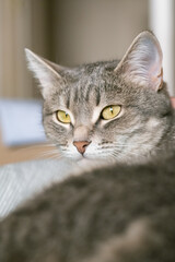 A striped gray cat with yellow eyes. A domestic cat lies in bed on the bed. The cat in the home interior. Image for veterinary clinics, sites about cats.