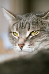 Fototapeta premium A striped gray cat with yellow eyes. A domestic cat lies in bed on the bed. The cat in the home interior. Image for veterinary clinics, sites about cats.