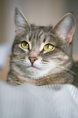 A striped gray cat with yellow eyes. A domestic cat lies in bed on the bed. The cat in the home interior. Image for veterinary clinics, sites about cats.