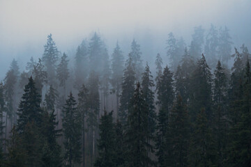 Spruce Forest on Autumn or Winter Yellow mountain hills in fog on Cloudy Weather