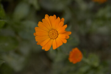 Useful and beautiful marigold flowers on a green background