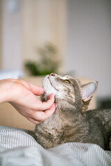 The gray striped cat lies in bed on the bed with woman's hand on a gray background. The hostess...