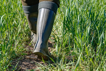 On a sunny spring day a farmer walks with green rubber boots through his grain field.